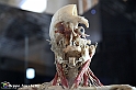 VBS_2962 - Sistema nervoso - Mostra Body Worlds
